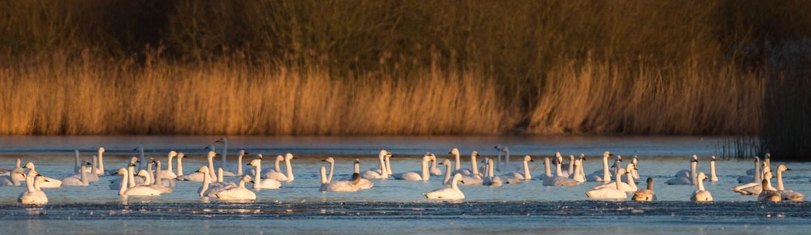Bewick's swans in the water