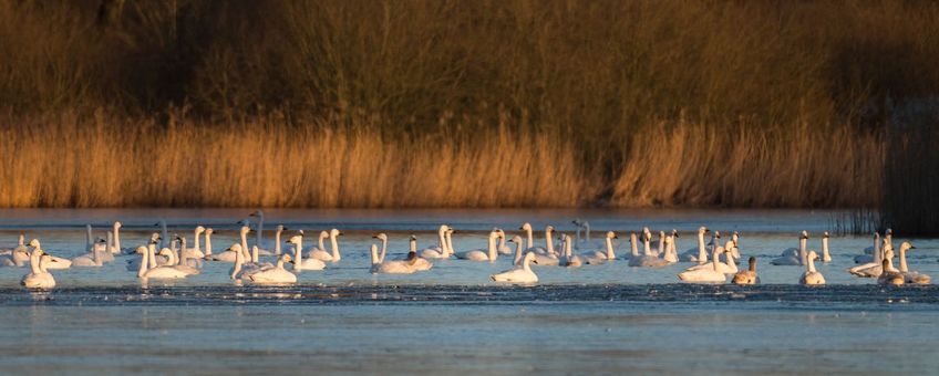 Bewick's swans in the water