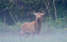 Edelhert in het Groene Woud