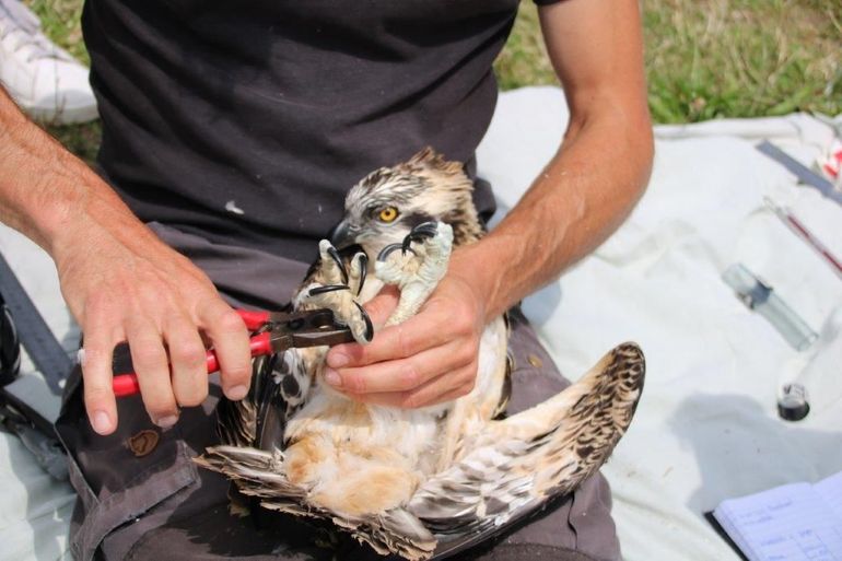 Op basis een kleurring kan de herkomst van een vogel bepaald worden. Dat is onmisbaar bij het volgen van een populatie