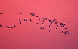 Bart Vastenhouw, Saxifraga Grus grus. Kraanvogel