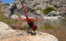 Rode zonnewijzer (Trithemis arteriosa). Een van de 'Afrikaanse' soorten die sterk profiteren van klimaatverandering