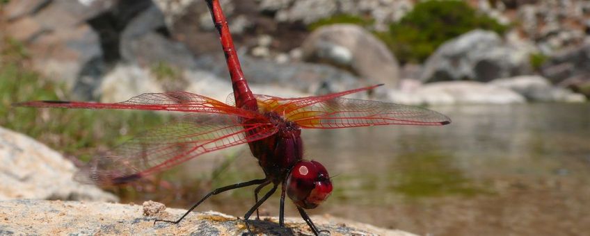 Rode zonnewijzer (Trithemis arteriosa). Een van de 'Afrikaanse' soorten die sterk profiteren van klimaatverandering