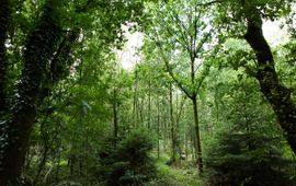 Bosgroepen Vitaal bos