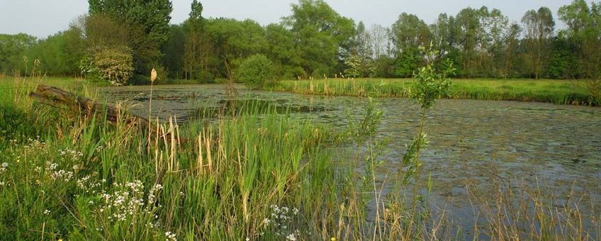 Oude Scheldemeander