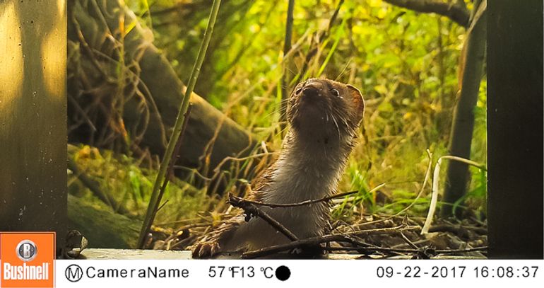 Wezel geregistreerd door de Struikrover. Omdat de dieren groot in beeld komen is de detectiekans maximaal