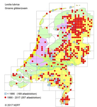 Verspreiding Groene glibberzwam