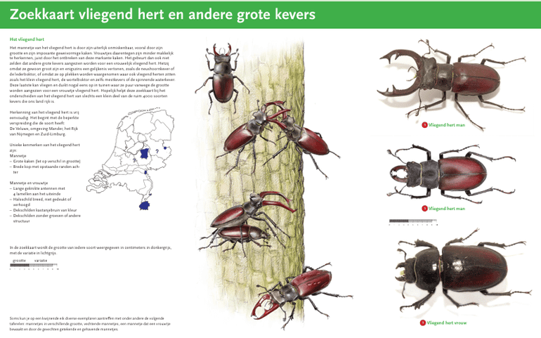 Met de nieuwe zoekkaart is het vliegend hert eenvoudig te onderscheiden van enkele andere grote keversoorten die in Nederland voorkomen