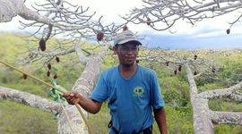 Andansonia suarezensis in Madagascar