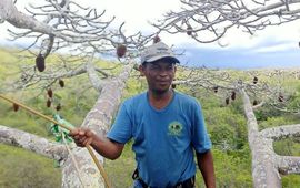 Andansonia suarezensis in Madagascar