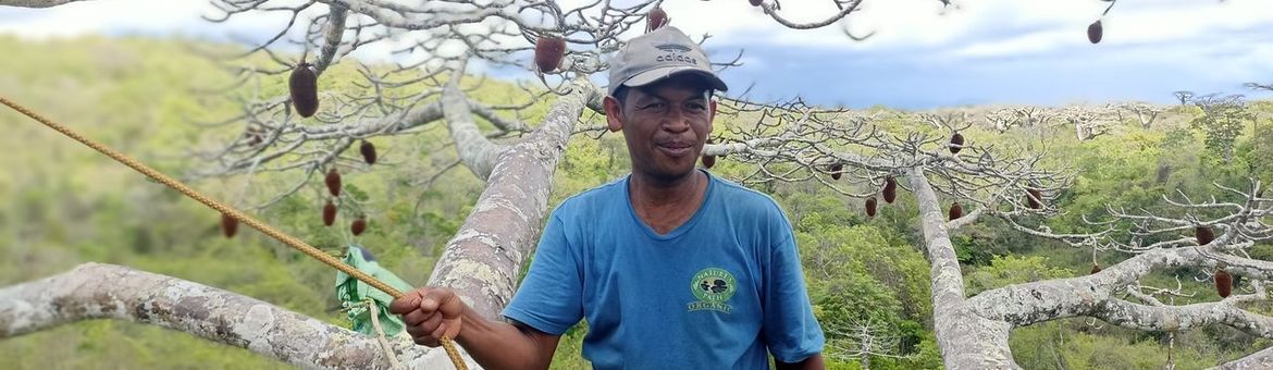 Andansonia suarezensis in Madagascar