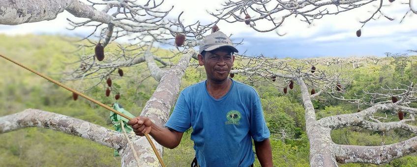 Andansonia suarezensis in Madagascar