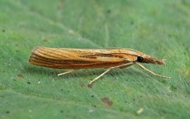 Agriphila tristella, Variabele grasmot,