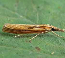 Agriphila tristella, Variabele grasmot,