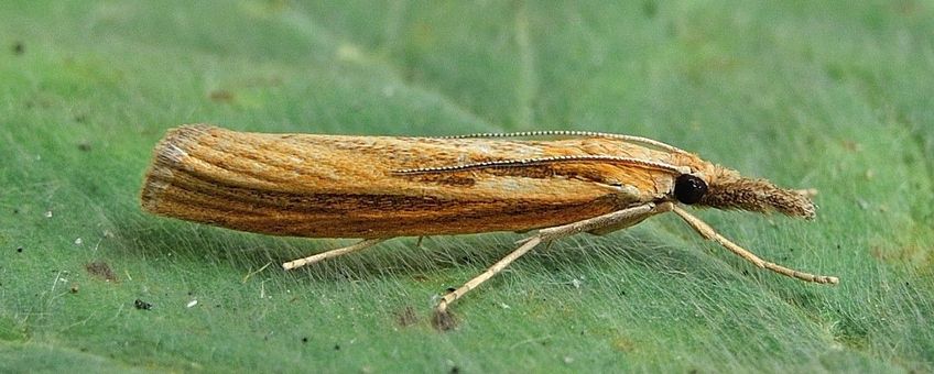 Agriphila tristella, Variabele grasmot,