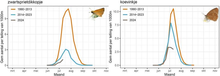 Graslandvlinders, zoals zwartsprietdikkopje en koevinkje, worden in de routes van het meetnet vlinders maar weinig geteld