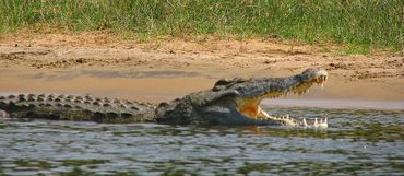 Nile crocodile