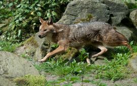 Burgers Zoo Goudjakhals