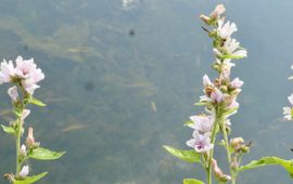 Hanneke Jelles Heemst in de Leidse Hortus
