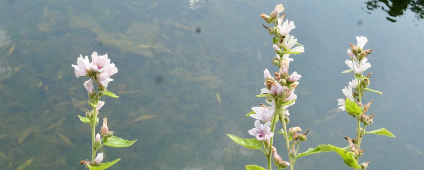 Heemst in de Leidse Hortus