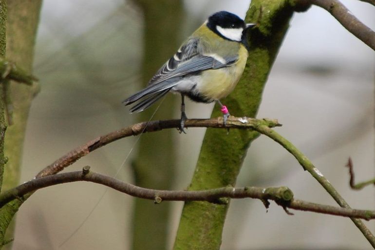 A female great tit with a small transmitter on her back