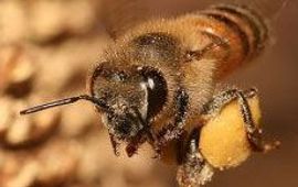 Europese honingbij met pollen