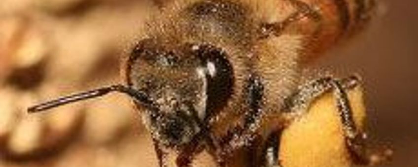 Europese honingbij met pollen