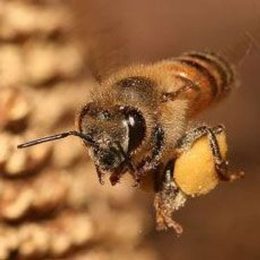 Honingbij met stuifmeel