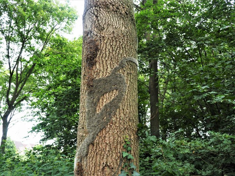 Eikenprocessierupsen uit een grondnest die vervellen op de stam