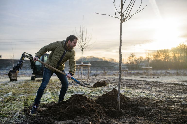 Gedeputeerde Arne Schaddelee plant een boom op het Sedumveld in Bunnik