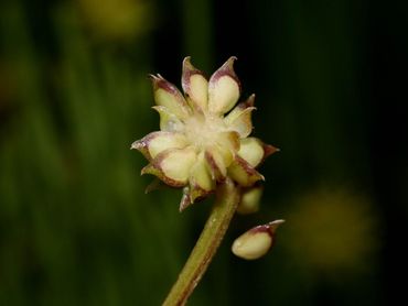 Kruipende boterbloem, rijpe zaden