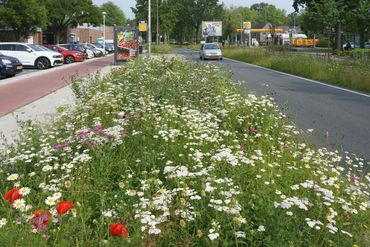 Berm, bermbeheer, bloemen, biodiversiteit