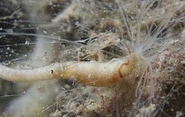 Spinragkokerworm in de Oosterschelde, maart 2012.