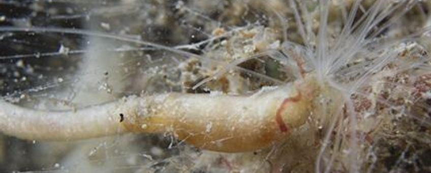 Spinragkokerworm in de Oosterschelde, maart 2012.