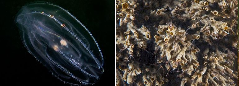 Exoten hebben invloed op de omgeving en het voorkomen van soorten. Twee van de vele exoten: links: Amerikaanse ribkwal, rechts: Pacifisch klauwvlokreeftje