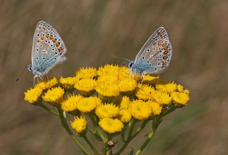 Icarusblauwtjes op boerenwormkruid