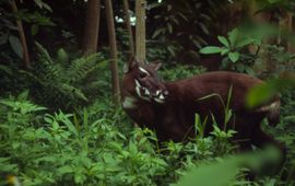David Hulse - WWF Saola