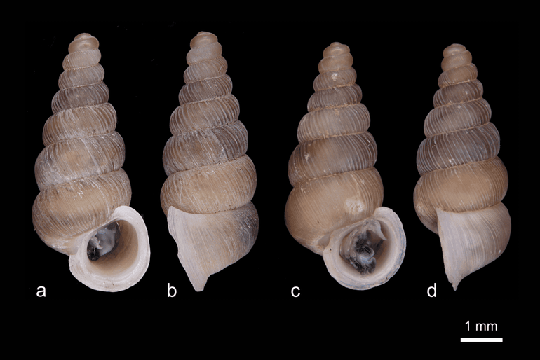 Aangenaam! Cochlostoma dobrido en Cochlostoma komarnica