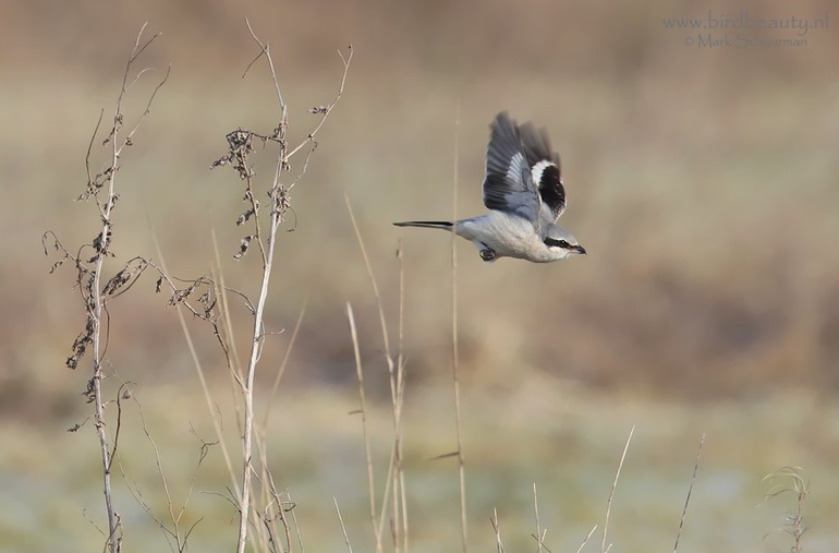 Klapekster in vogelakker Haansplassen (Midden-Groningen), januari 2017