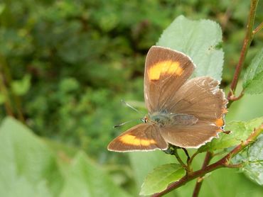 Meestal zitten sleedoornpages met gesloten vleugels, maar deze laat de voor vrouwtjes kenmerkende oranje vlekken op de bovenzijde zien