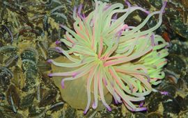 Anemonia viridis, Wasroos