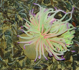 Anemonia viridis, Wasroos