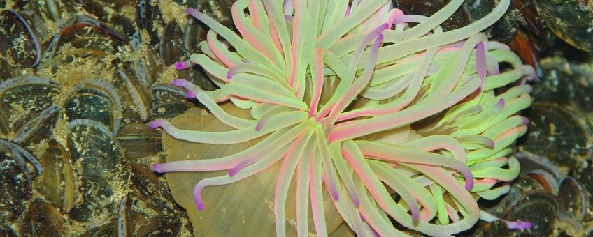 Anemonia viridis, Wasroos