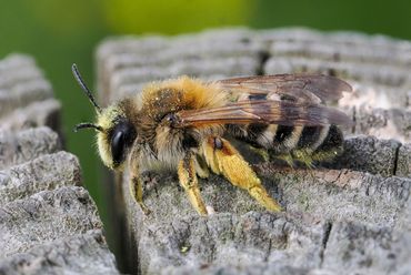 De weidebij is een soort van bloemrijk grasland, die schaars is in dit deel van het land