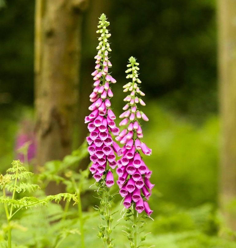 Bloeiend vingerhoedskruid met nieuwe bloemen boven en rijpe bloemen beneden