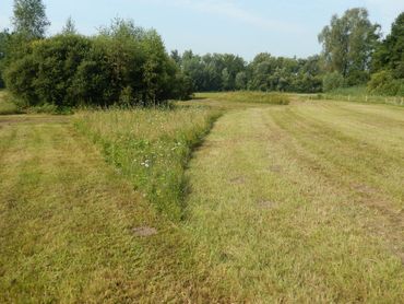 Gefaseerd maaien, dus nooit alles tegelijk, is een van de belangrijkste pijlers van Kleurkeur