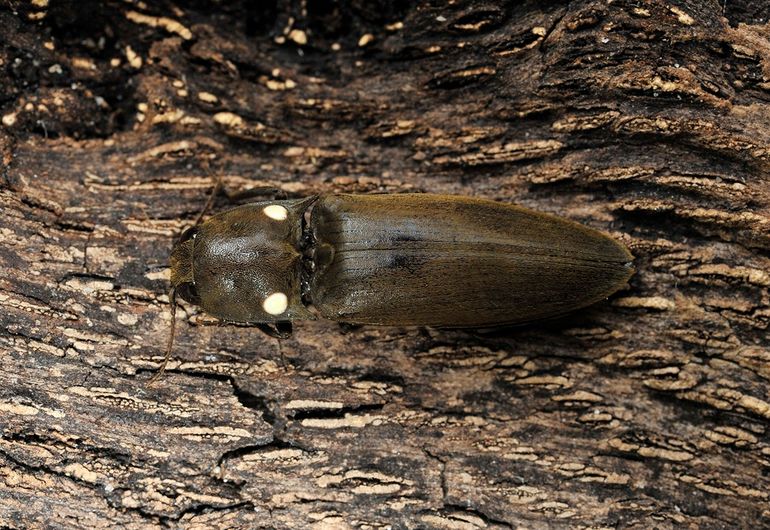 In april vonden Robin Ottenhof en Michelle Buitink in hun huis in Zaandam een kever met 'lichtgevende ogen' die vermoedelijk uit een pakketje was gekropen. Volgens keverexpert Ed Colijn is het een kniptor uit het genus Pyrophorus, waarschijnlijk de in Amerika wijdverspreide Pyrophorus noctilucus die bekendstaat om de enorme hoeveelheid licht die hij kan produceren