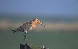 Piet Munsterman, Saxifraga Grutto, Limosa limosa