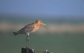 Grutto, Limosa limosa