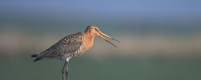 Grutto, Limosa limosa